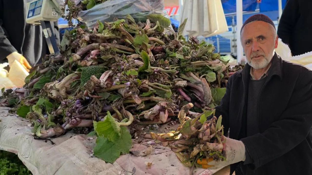 Kendiliğinden yetişiyor, bedavaya toplanıyor! Şifalı bitkinin kilosu 100 lira