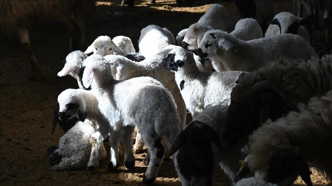 2026 küçükbaş hayvan desteği başvurusu nasıl yapılır, şartları neler? 150 bin küçükbaş dağıtılacak