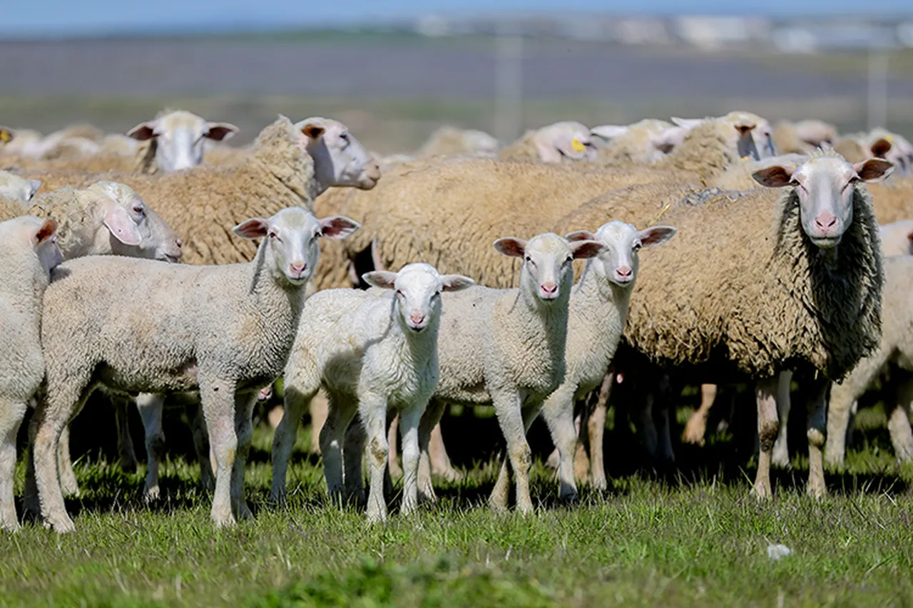 2026 küçükbaş hayvan desteği başvurusu nasıl yapılır, şartları neler? 150 bin küçükbaş dağıtılacak