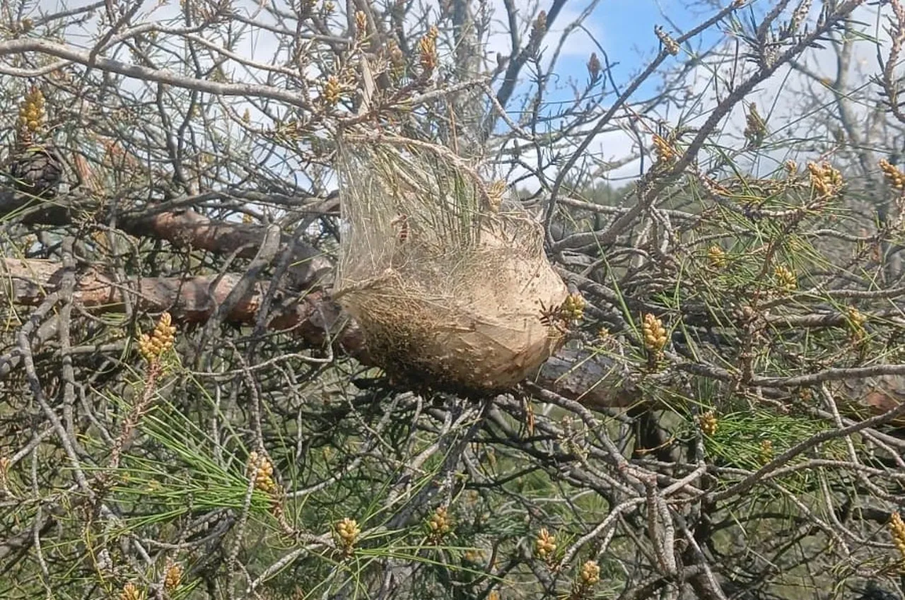 Akdeniz’in kâbusu şimdi de Ege’de! Çam ormanlarını sardı, 3’lü mücadele başladı