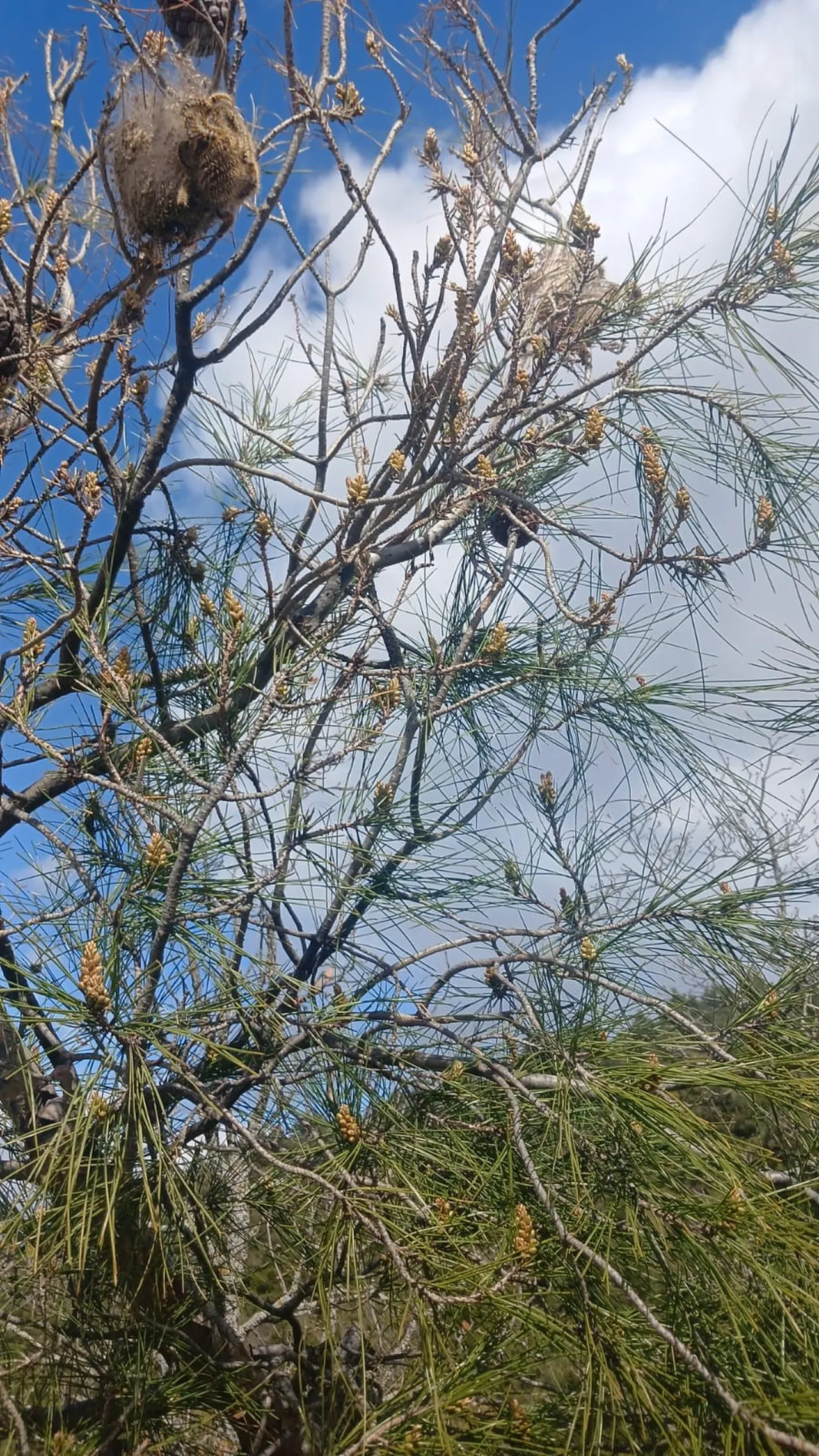Akdeniz’in kâbusu şimdi de Ege’de! Çam ormanlarını sardı, 3’lü mücadele başladı