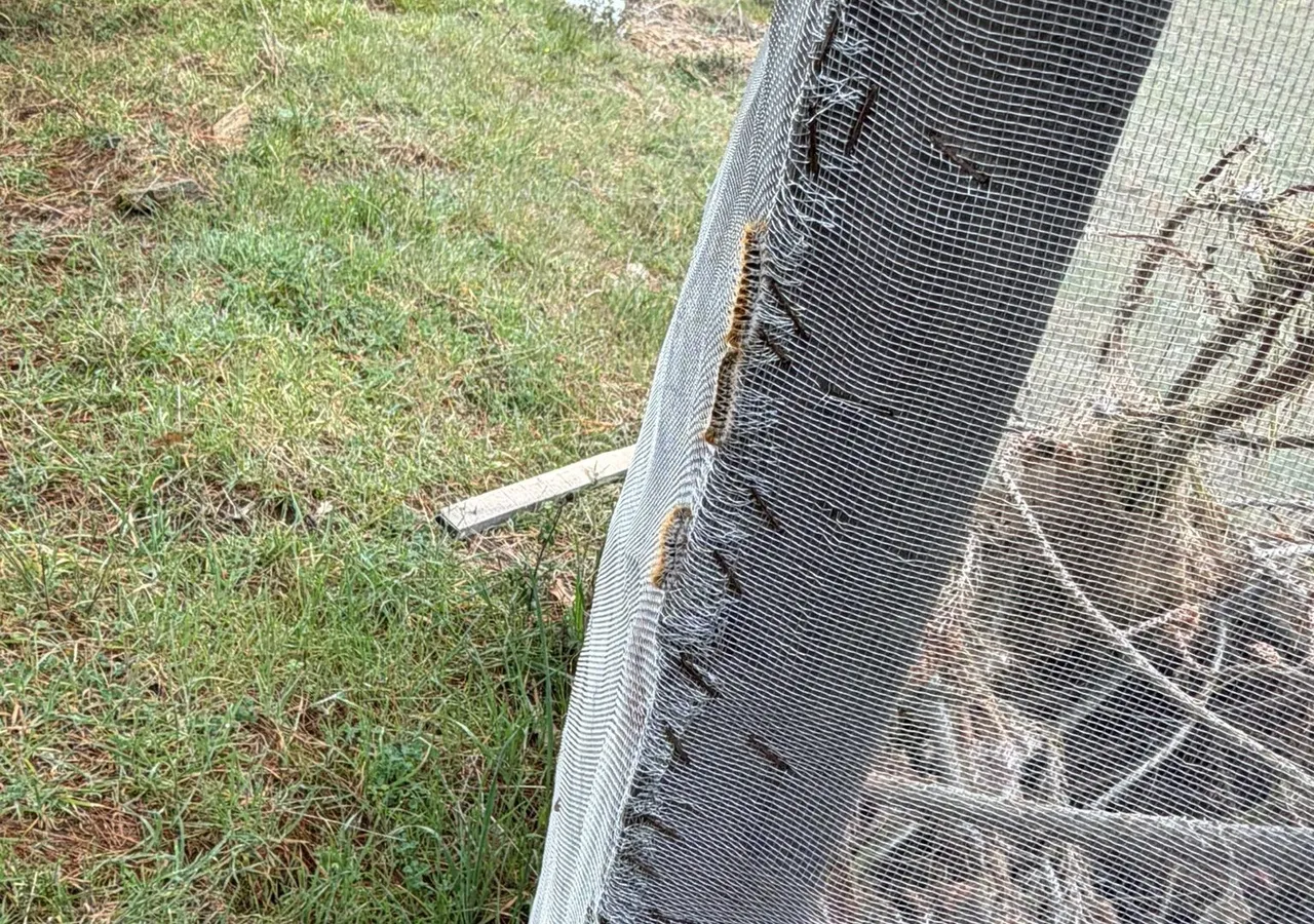 Akdeniz’in kâbusu şimdi de Ege’de! Çam ormanlarını sardı, 3’lü mücadele başladı