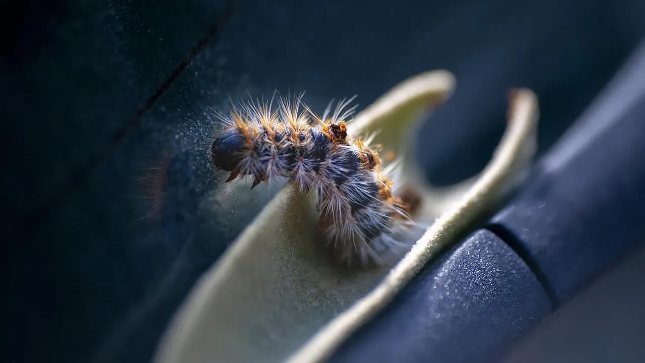 Akdeniz’in kâbusu şimdi de Ege’de! Çam ormanlarını sardı, 3’lü mücadele başladı