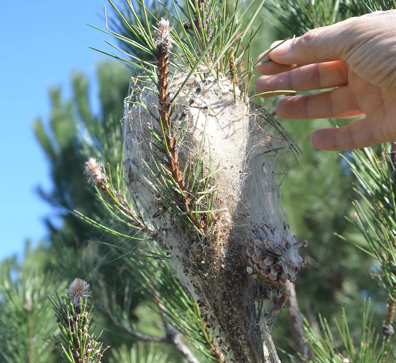 Akdeniz’in kâbusu şimdi de Ege’de! Çam ormanlarını sardı, 3’lü mücadele başladı