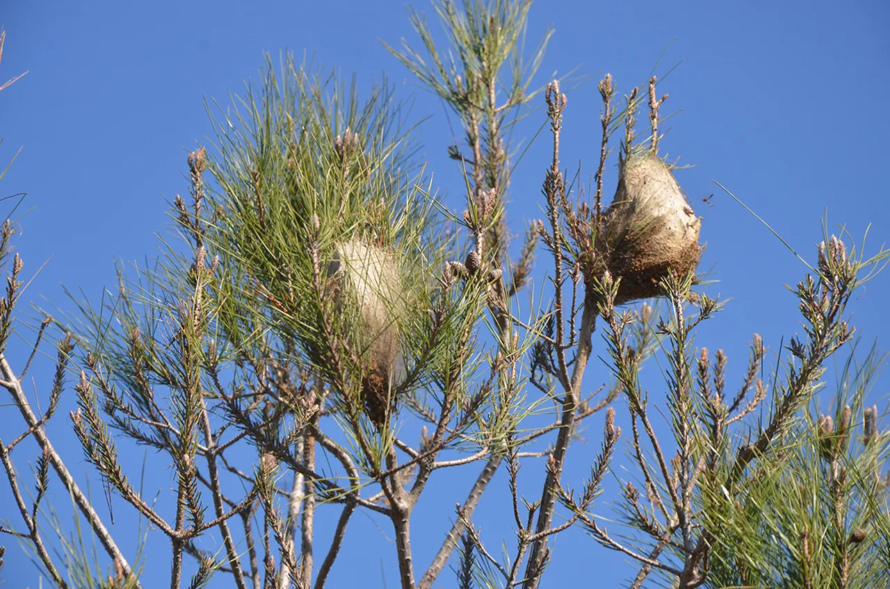 Akdeniz’in kâbusu şimdi de Ege’de! Çam ormanlarını sardı, 3’lü mücadele başladı