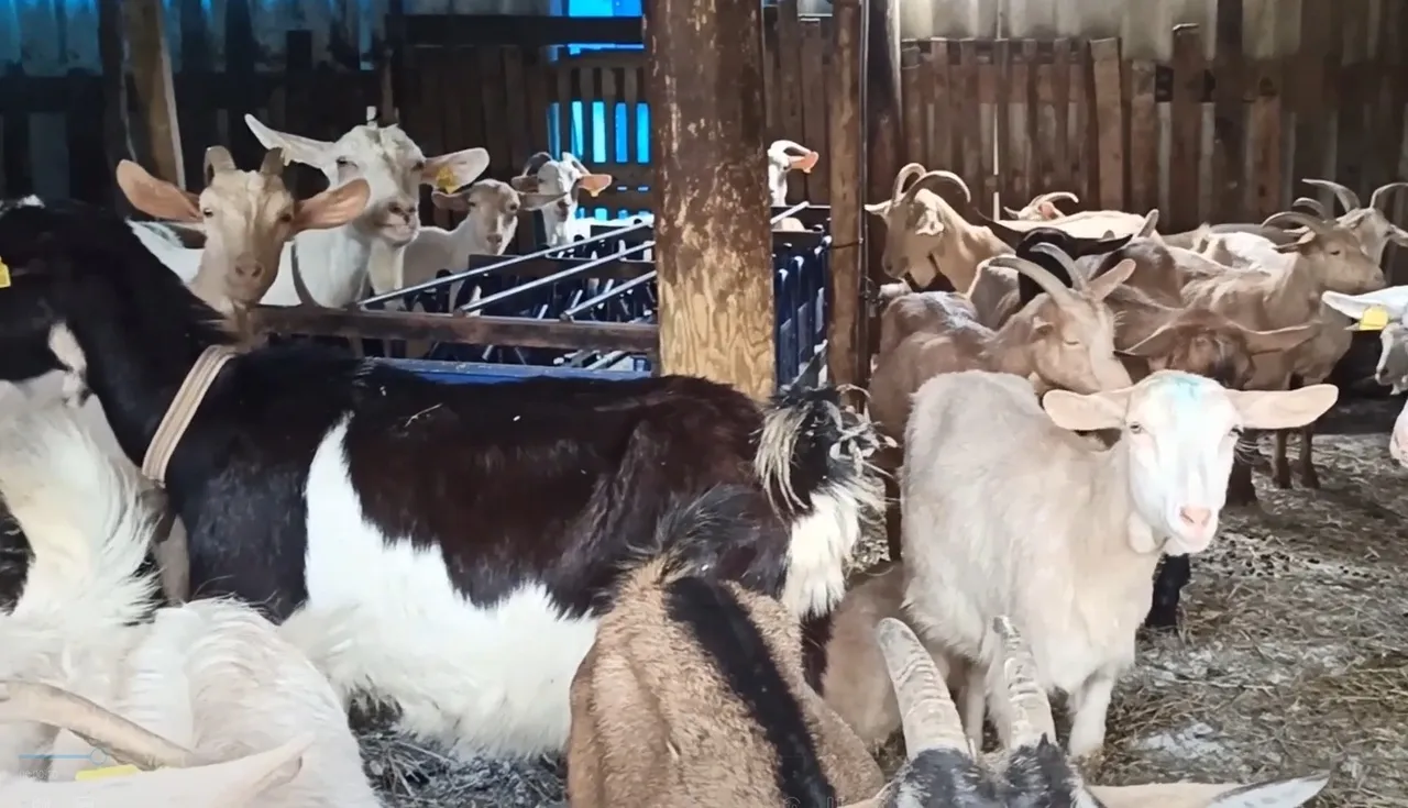 Hobisini kazanca çevirdi! 15 bin liraya da sattığı var, 30 bin TL'ye de...