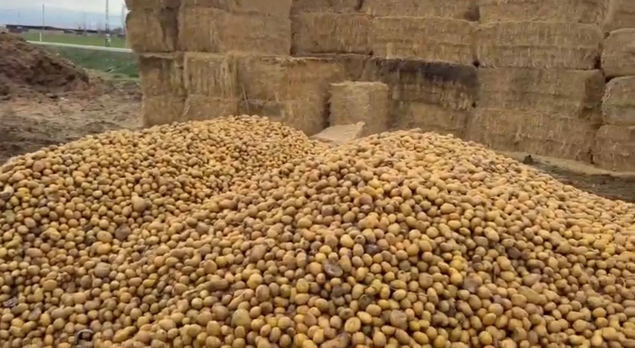 Kilosu 10 lira! Samanın pabucunu dama attı, fahiş yem fiyatları sonrası yeni alternatif