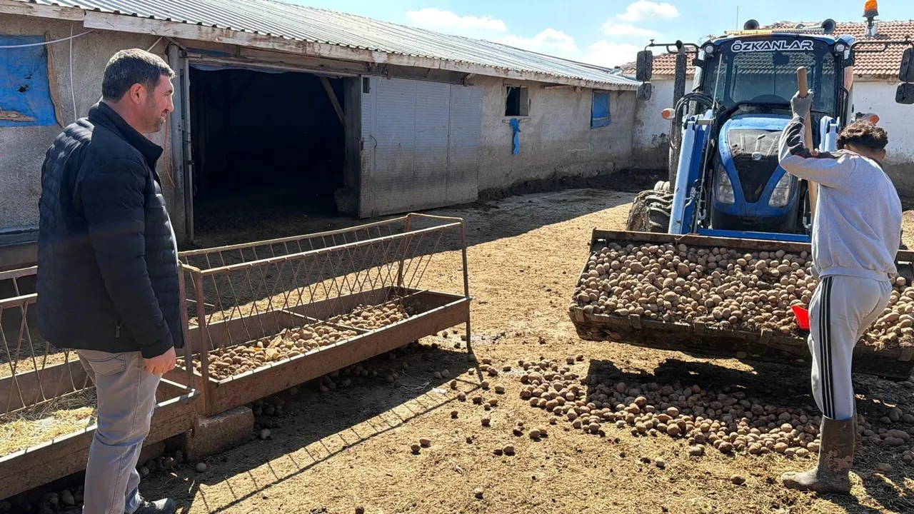 Kilosu 10 lira! Samanın pabucunu dama attı, fahiş yem fiyatları sonrası yeni alternatif