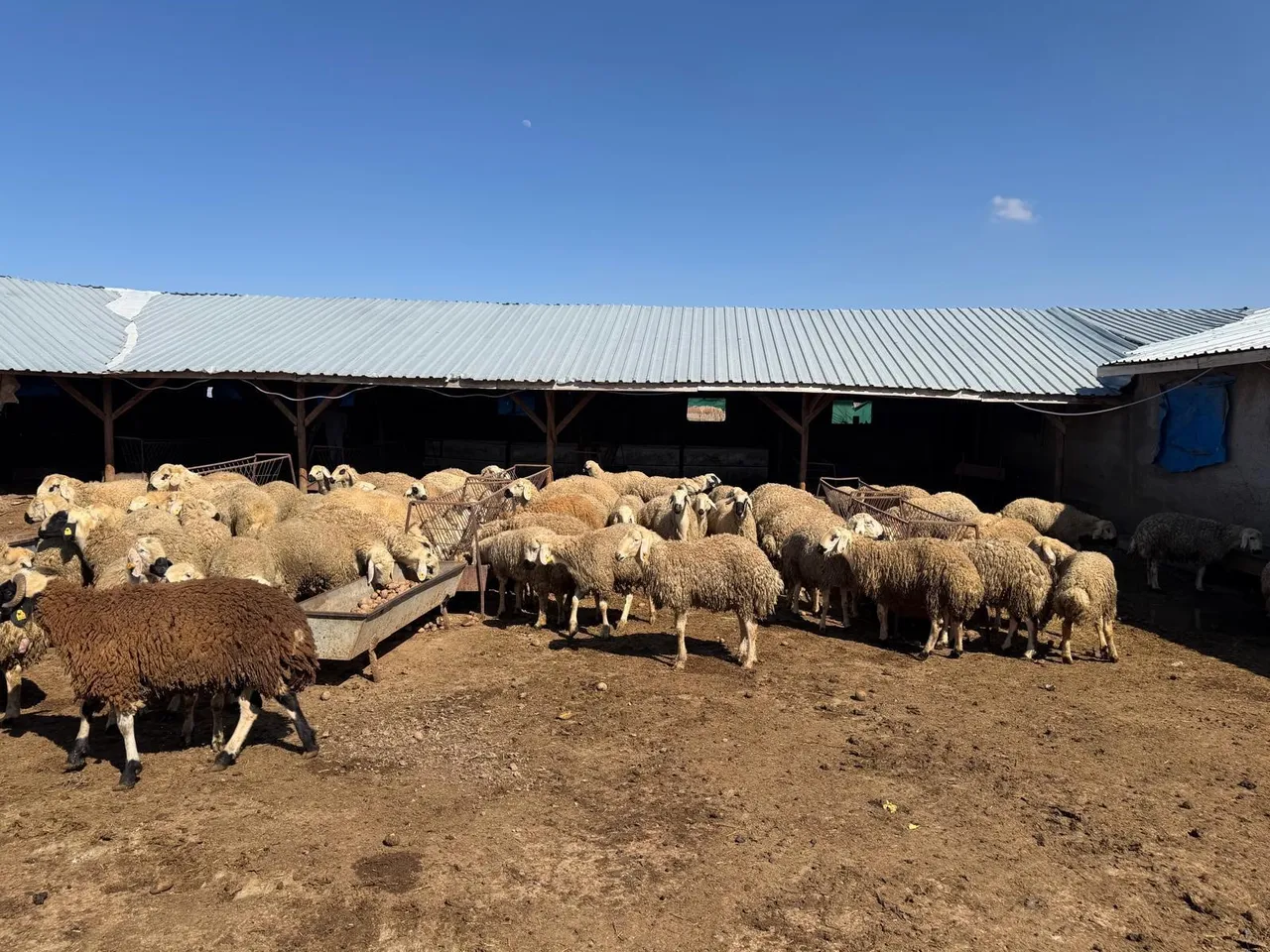 Kilosu 10 lira! Samanın pabucunu dama attı, fahiş yem fiyatları sonrası yeni alternatif