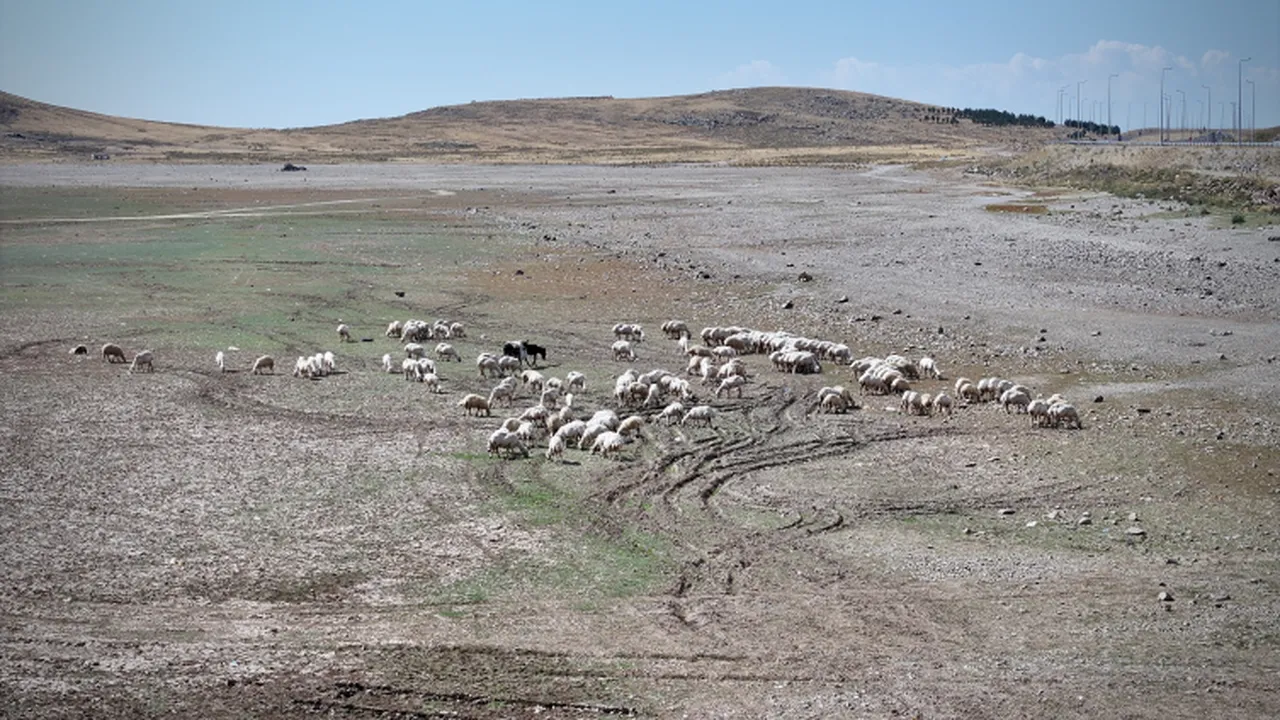 Kuraklıktan etkilenen çiftçiye müjde Ankara'dan geldi! Tüm zararları devlet karşılayacak