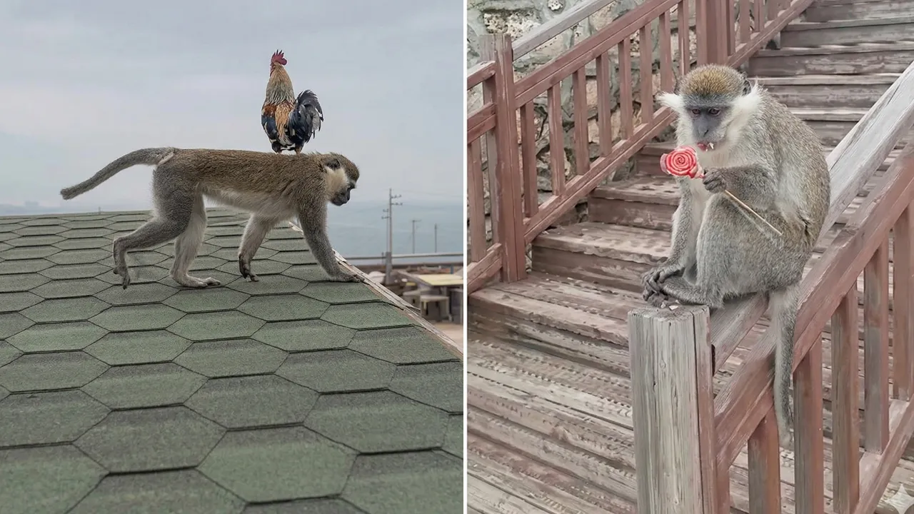 Mantar toplayan vatandaşın karşısında beliren firari maymun bu kez Denizli turuna çıktı