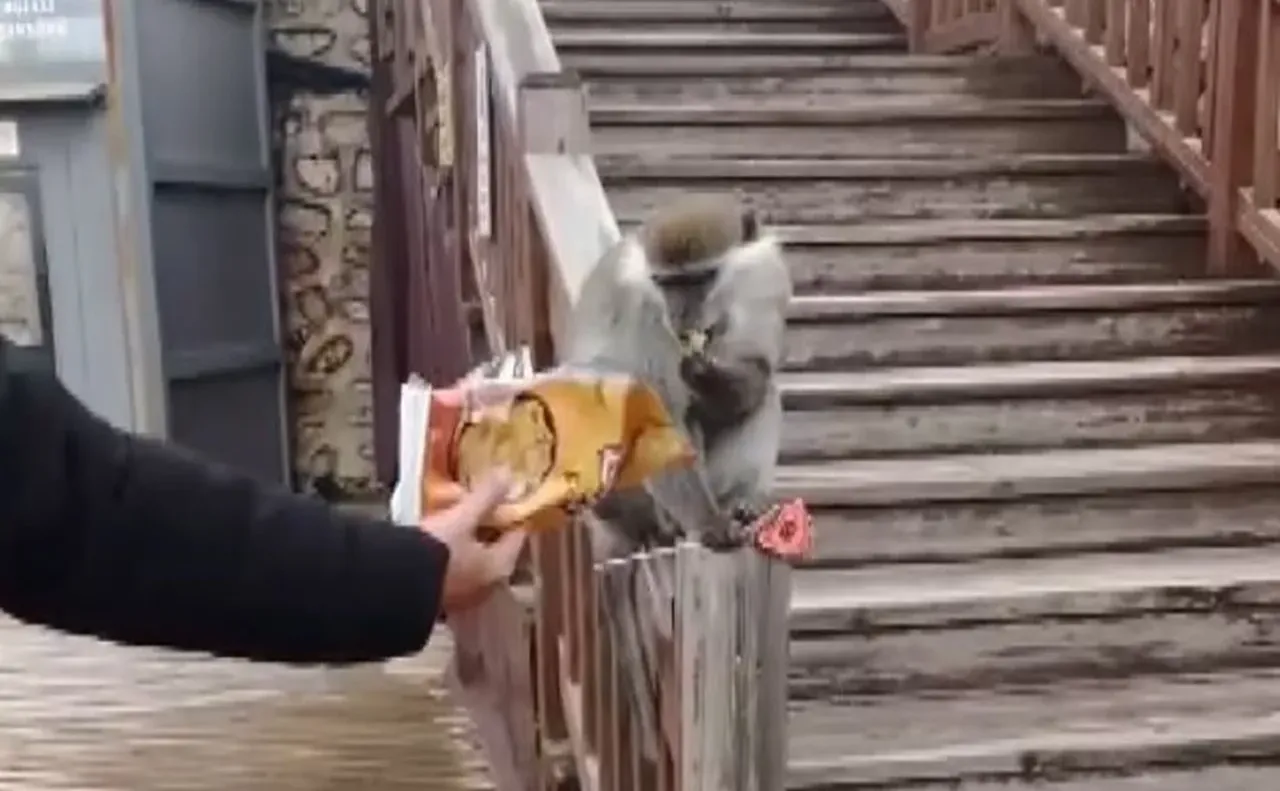 Mantar toplayan vatandaşın karşısında beliren firari maymun bu kez Denizli turuna çıktı