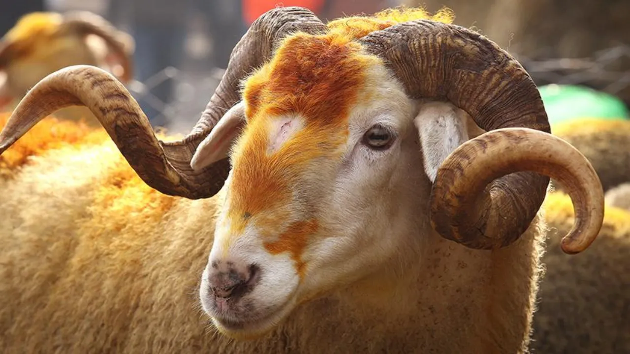 2026 Vekalet kurban bedeli açıklandı