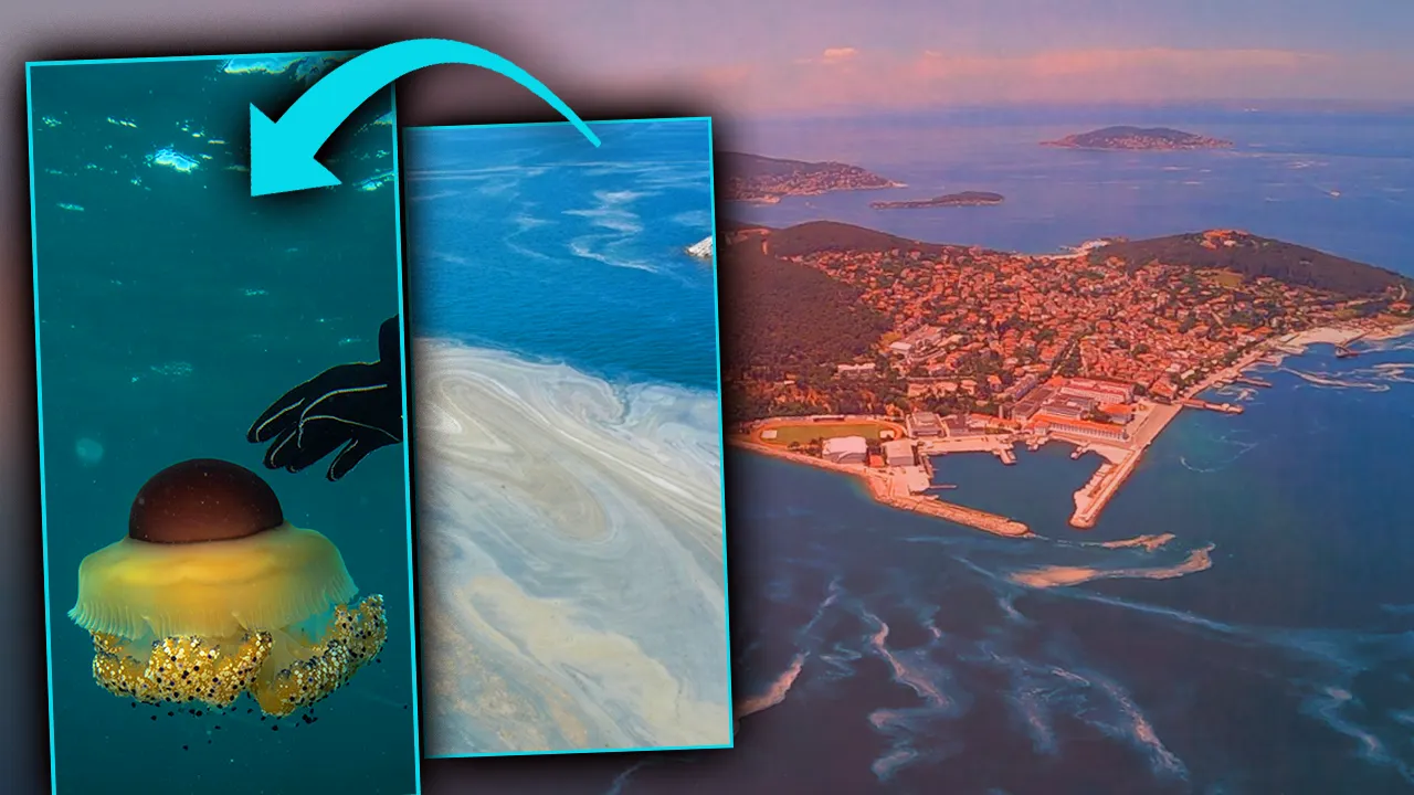 50 yıl yaşayabilen ‘felaket’ kalkanı! Dünya peşinden koşuyor, Marmara’da hayata tutundu! Akdeniz'e de yayılabilir