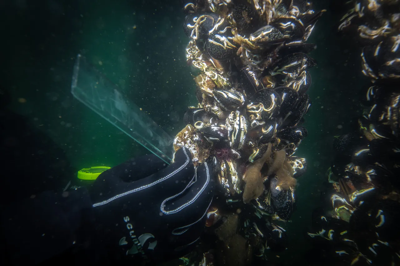 50 yıl yaşayabilen ‘felaket’ kalkanı! Dünya peşinden koşuyor, Marmara’da hayata tutundu! Akdeniz'e de yayılabilir