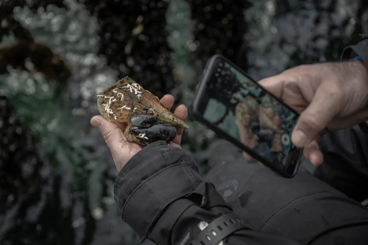 50 yıl yaşayabilen ‘felaket’ kalkanı! Dünya peşinden koşuyor, Marmara’da hayata tutundu! Akdeniz'e de yayılabilir