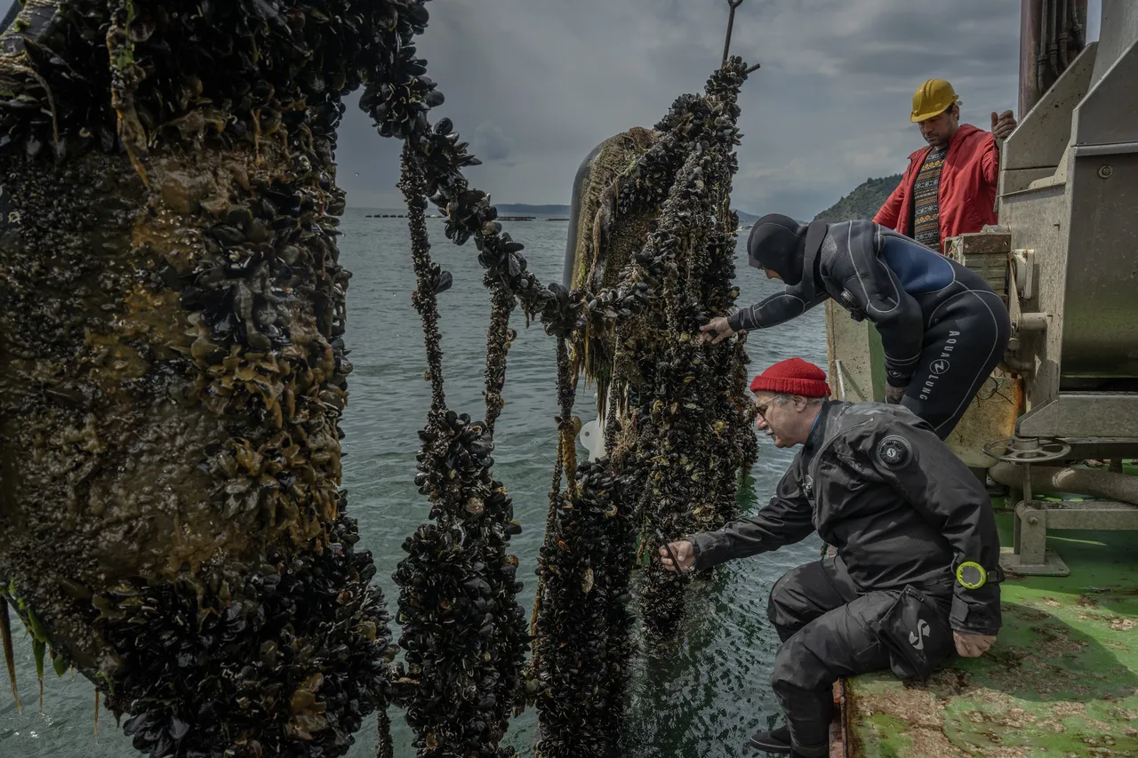 50 yıl yaşayabilen ‘felaket’ kalkanı! Dünya peşinden koşuyor, Marmara’da hayata tutundu! Akdeniz'e de yayılabilir
