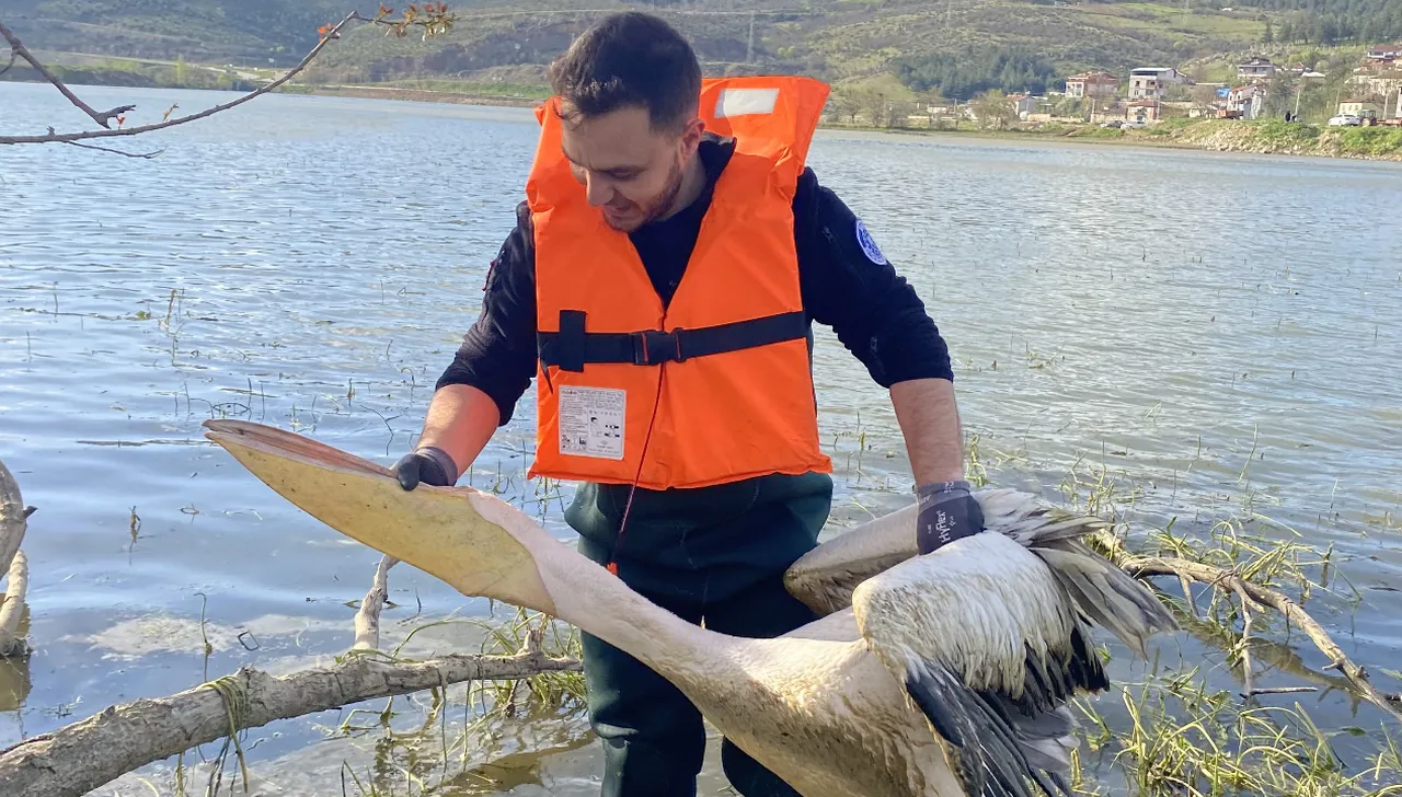 Barajda mahsur kalan yaralı pelikan böyle kurtarıldı