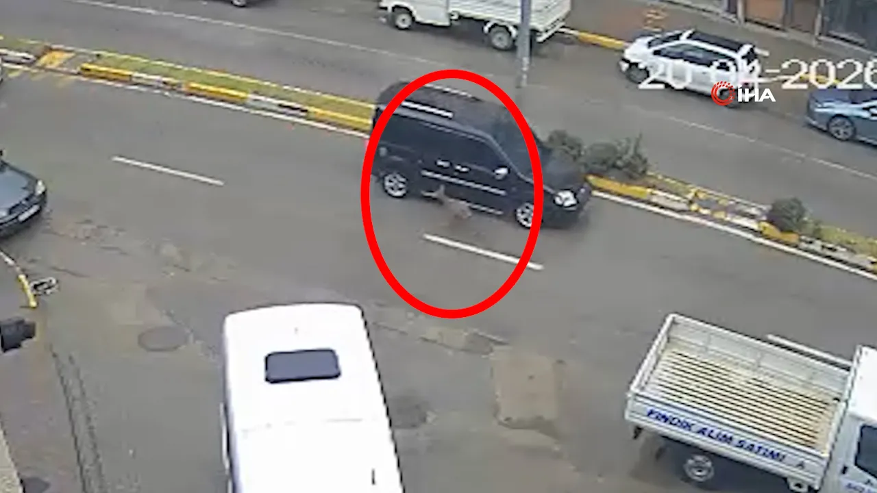 Giresun'da şehre inen karaca panik yarattı! İki araca birden çarpıp kayıplara karıştı