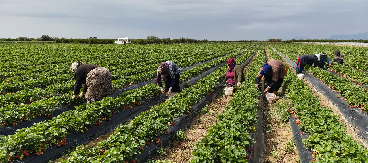 Hasat başladı, kilosu 90 lira! Rusya, Ukrayna, Dubai ve Katar şimdiden sıraya girdi