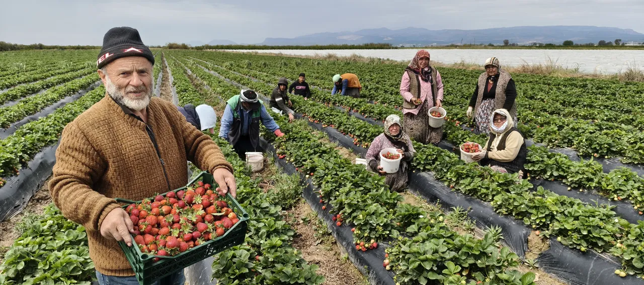 Hasat başladı, kilosu 90 lira! Rusya, Ukrayna, Dubai ve Katar şimdiden sıraya girdi