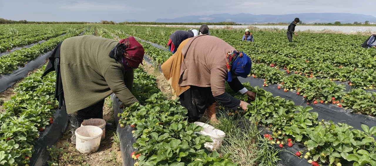 Hasat başladı, kilosu 90 lira! Rusya, Ukrayna, Dubai ve Katar şimdiden sıraya girdi