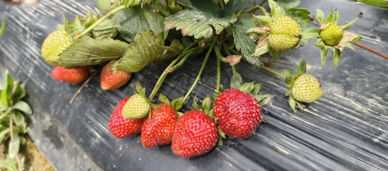 Hasat başladı, kilosu 90 lira! Rusya, Ukrayna, Dubai ve Katar şimdiden sıraya girdi