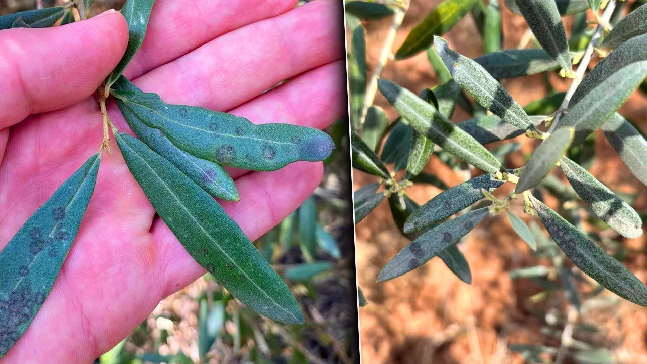 Manisa'da zeytin üreticisine ‘Halkalı leke' uyarısı! Hava şartı elverişli, önlem alın