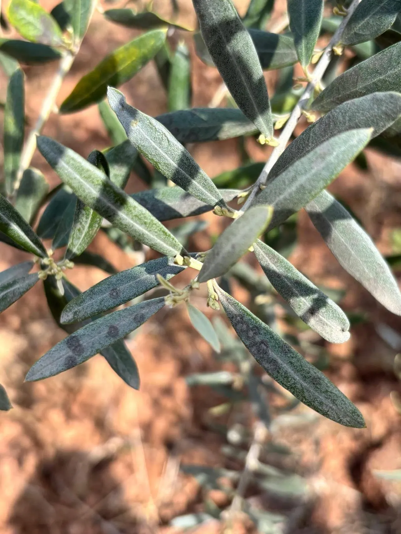 Manisada zeytin üreticisine ‘Halkalı leke uyarısı! Hava şartı elverişli, önlem alın
