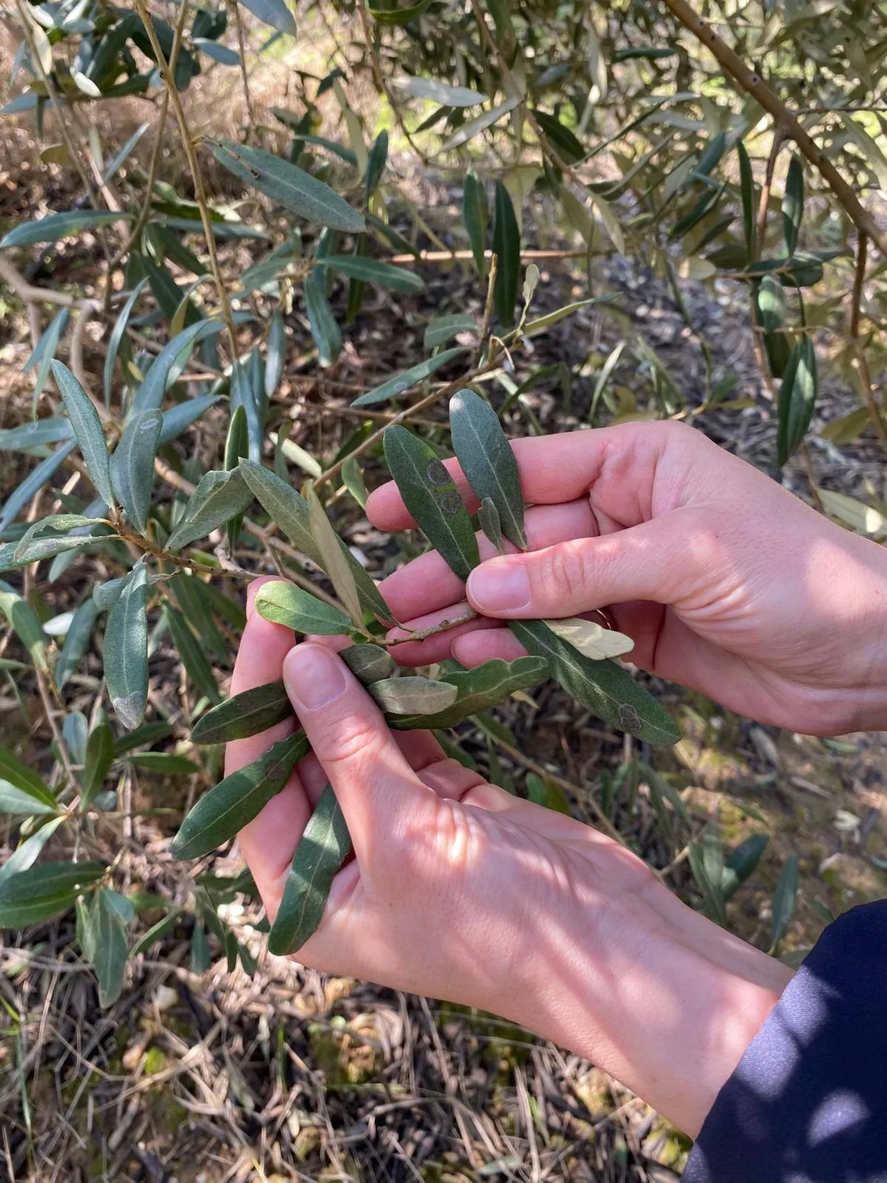 Manisada zeytin üreticisine ‘Halkalı leke uyarısı! Hava şartı elverişli, önlem alın