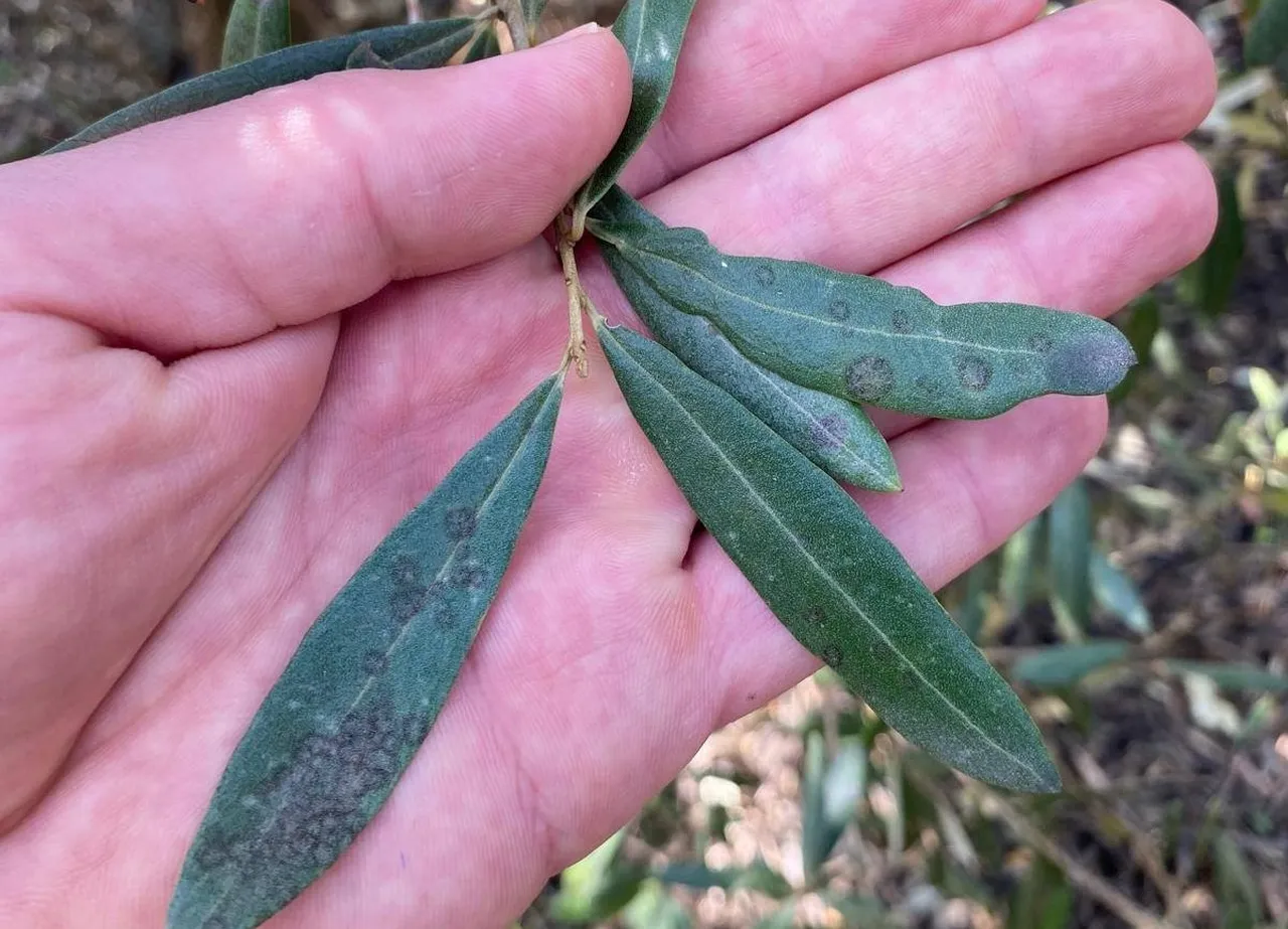 Manisada zeytin üreticisine ‘Halkalı leke uyarısı! Hava şartı elverişli, önlem alın