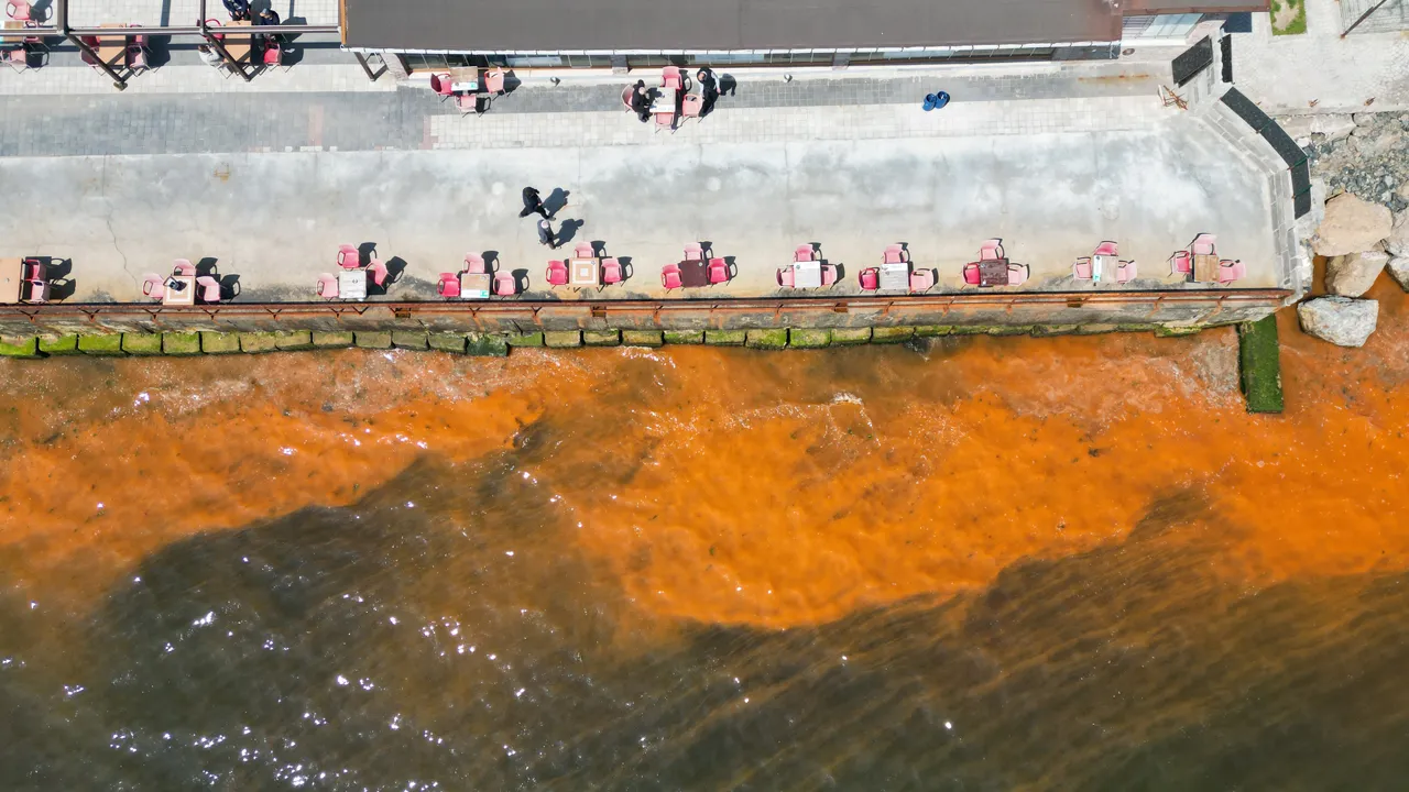 Tekirdağ'da deniz renk değiştirdi, uzmanından açıklama geldi