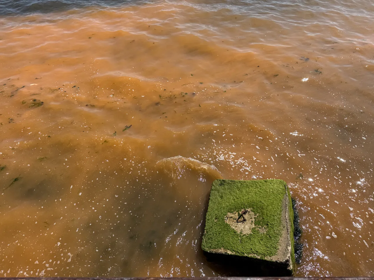 Tekirdağ'da deniz renk değiştirdi, uzmanından açıklama geldi