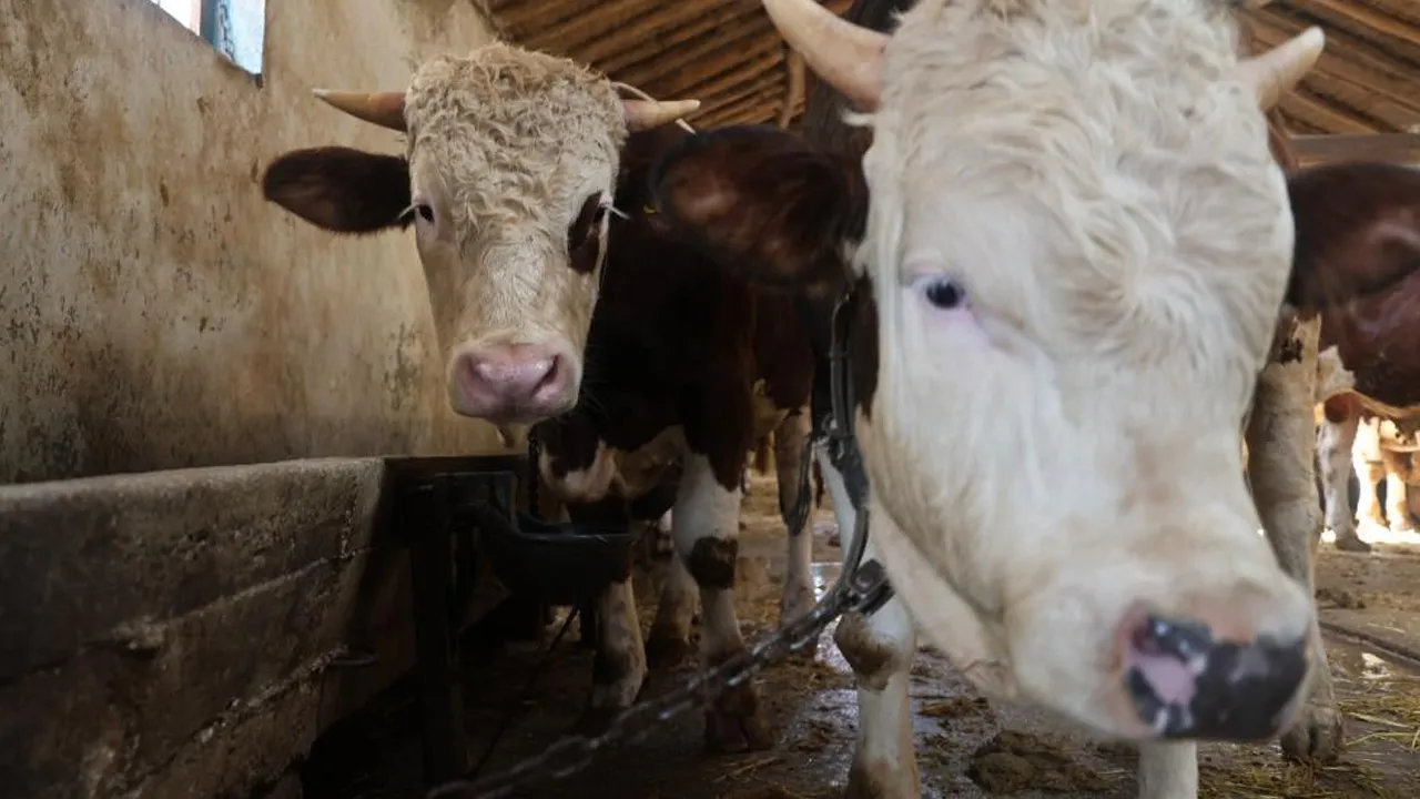 150 bin liradan başlayıp, 800 bin liraya kadar çıkıyor! Kurbanlık alacaklara uyarı