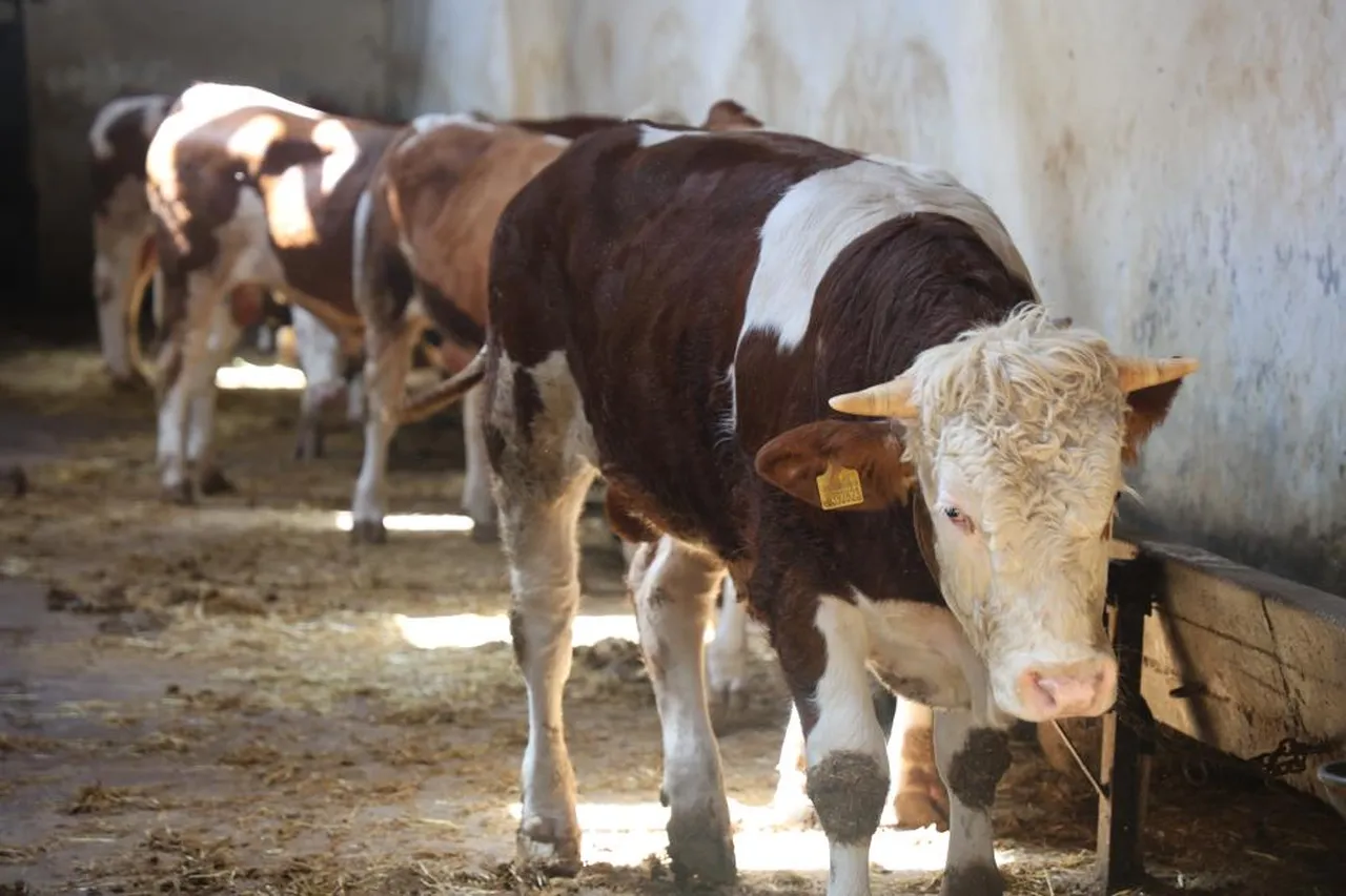 150 bin liradan başlayıp, 800 bin liraya kadar çıkıyor! Kurbanlık alacaklara uyarı