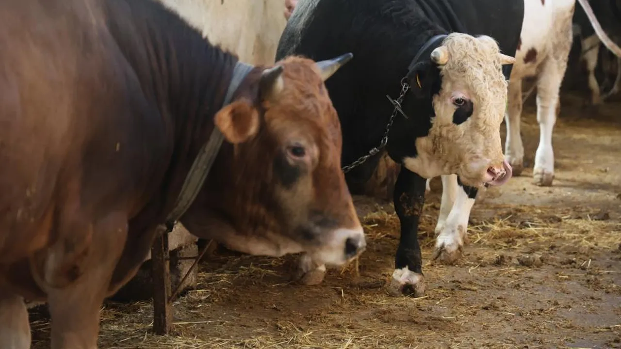 150 bin liradan başlayıp, 800 bin liraya kadar çıkıyor! Kurbanlık alacaklara uyarı