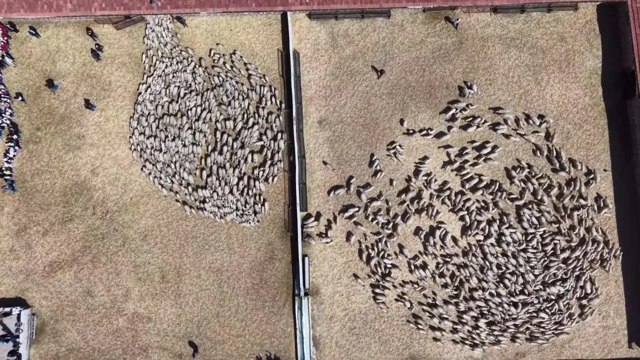 Amasya'da kuzuların anneleriyle buluştuğu yürek ısıtan o anlar dron kamerasında