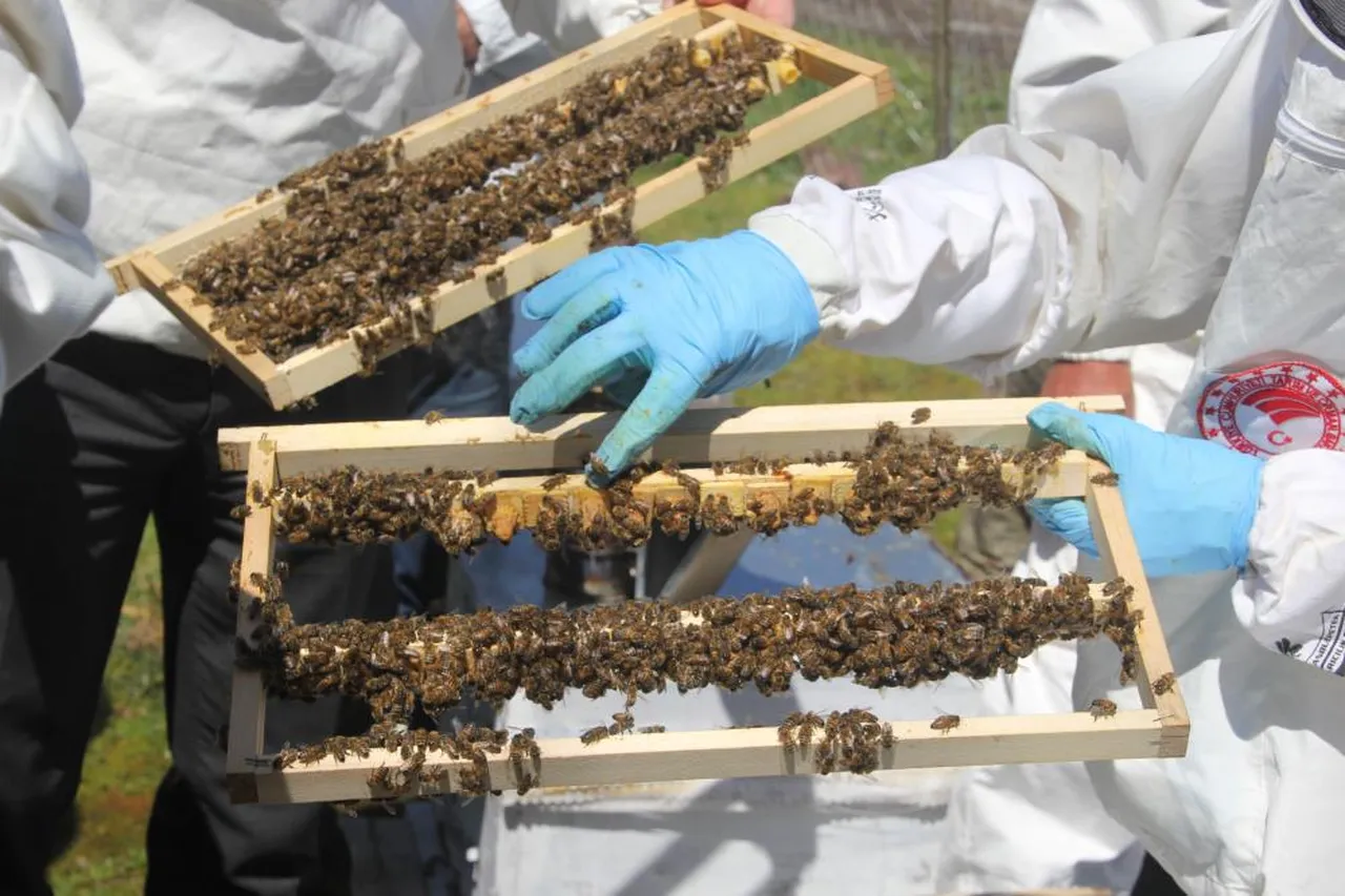 Arıcıya 'altın' fırsat! Bakanlık onaylı projede ilk adımlar atıldı