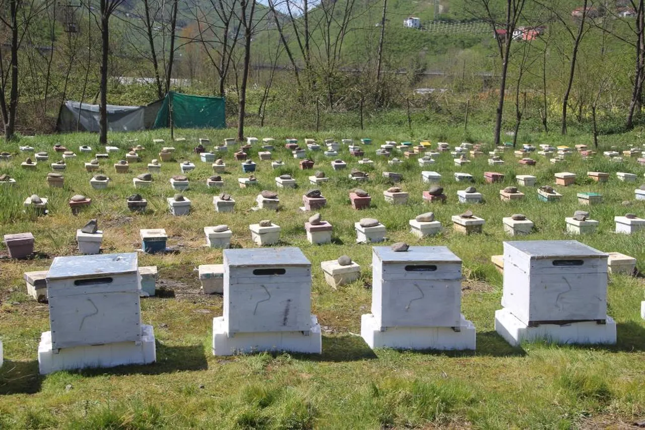Arıcıya 'altın' fırsat! Bakanlık onaylı projede ilk adımlar atıldı