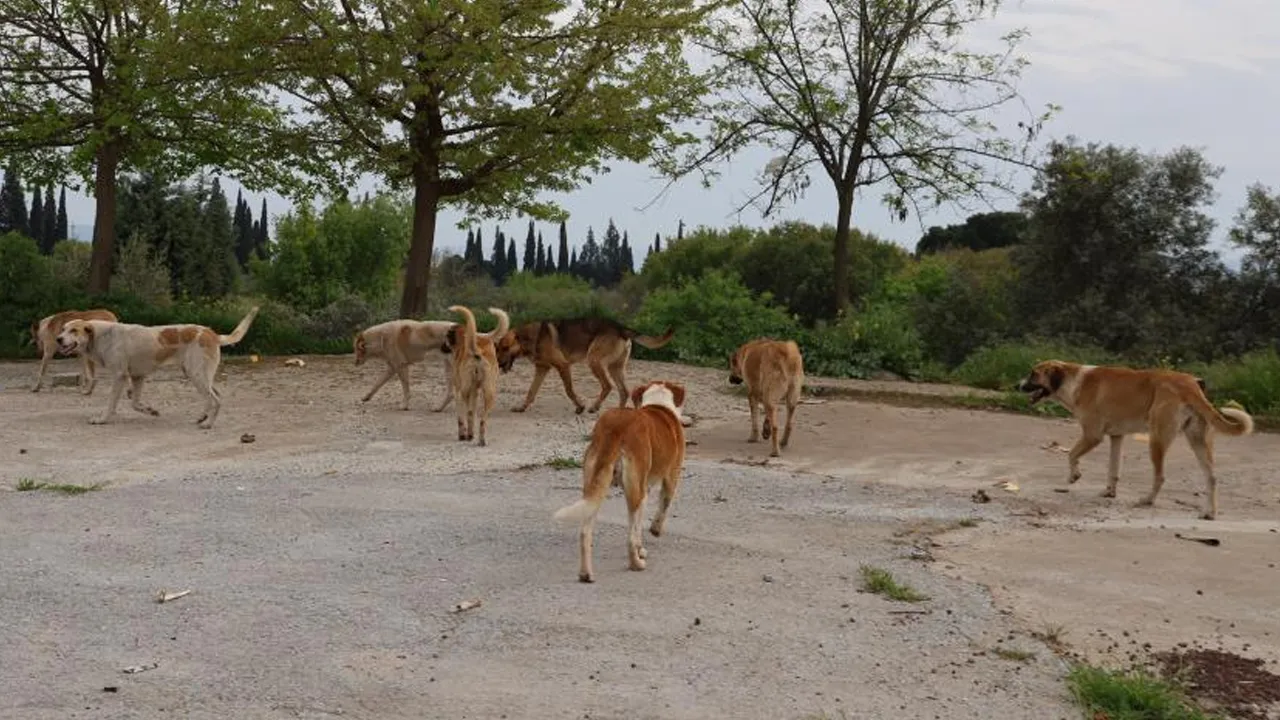 Bir kent tedirgin! Başıboş sokak köpekleri endişelendiriyor