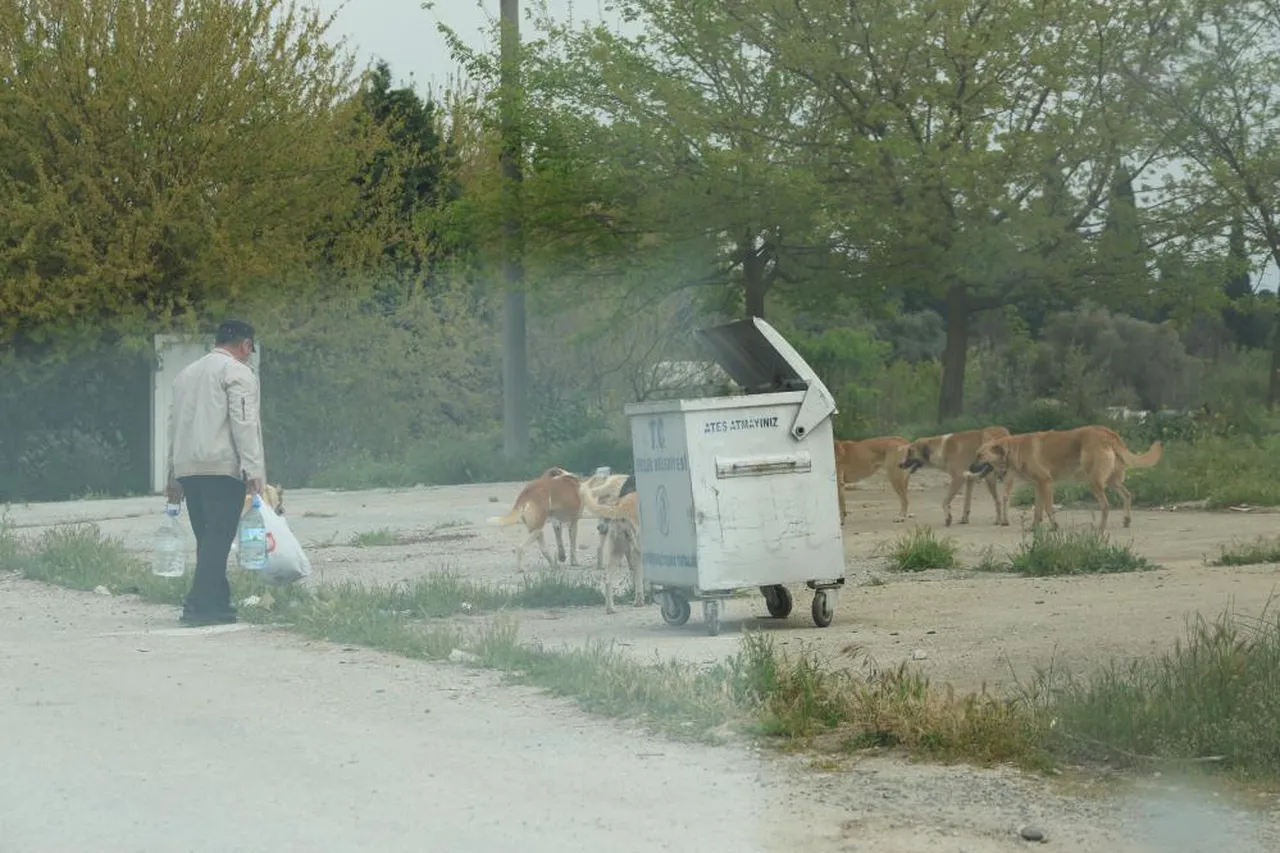 Bir kent tedirgin! Başıboş sokak köpekleri endişelendiriyor