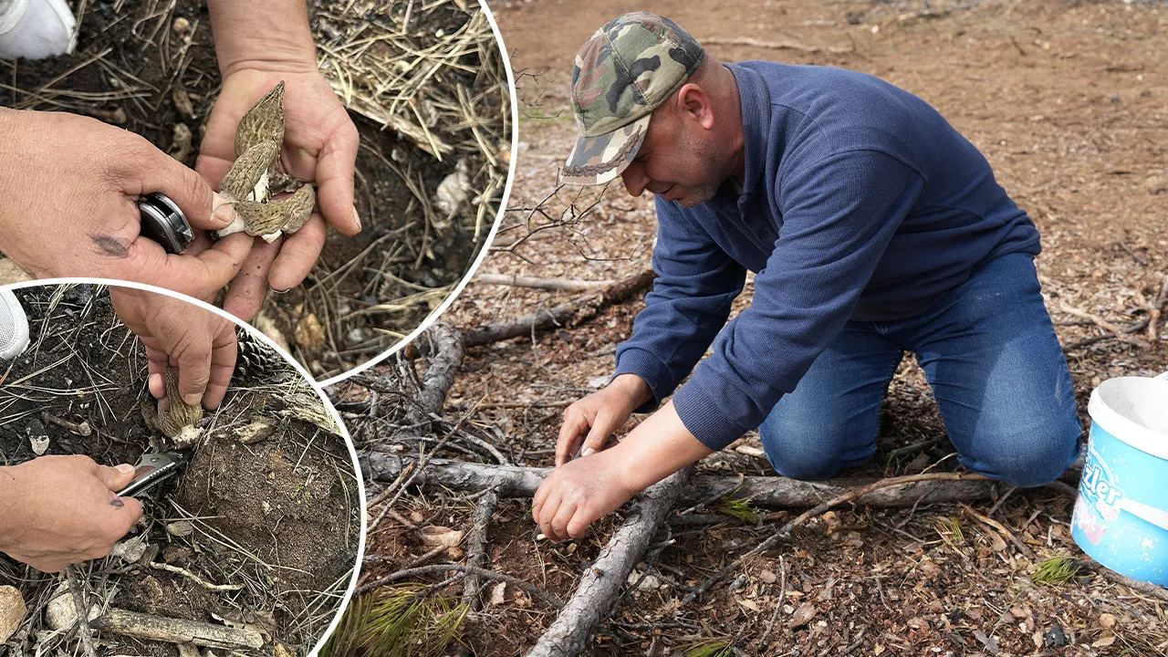 Fransa'da bir tabağına 100 dolar ödüyorlar! Tazesinin kilosu bin, kurutulmuşu 7 bin TL