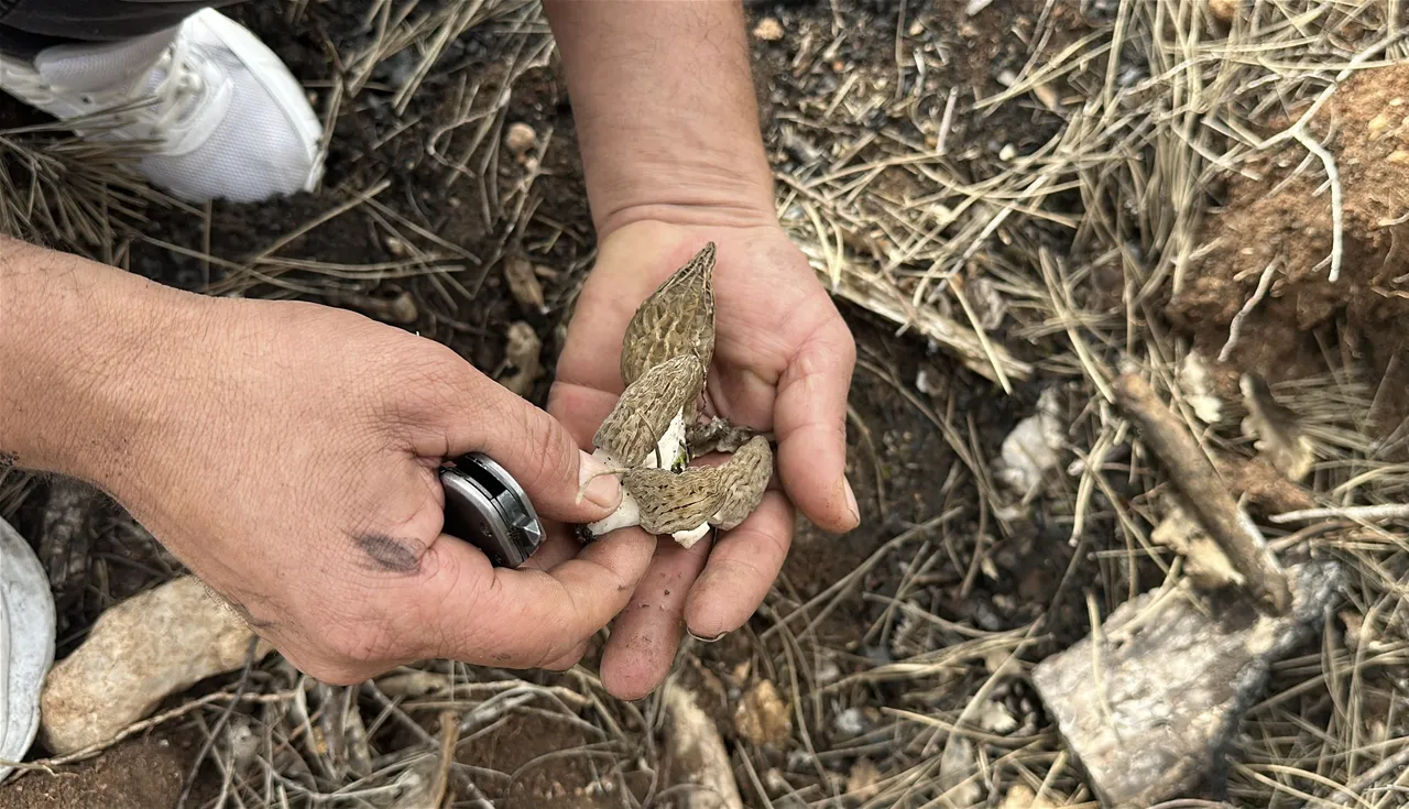 Fransada bir tabağına 100 dolar ödüyorlar! Tazesinin kilosu bin, kurutulmuşu 7 bin TL