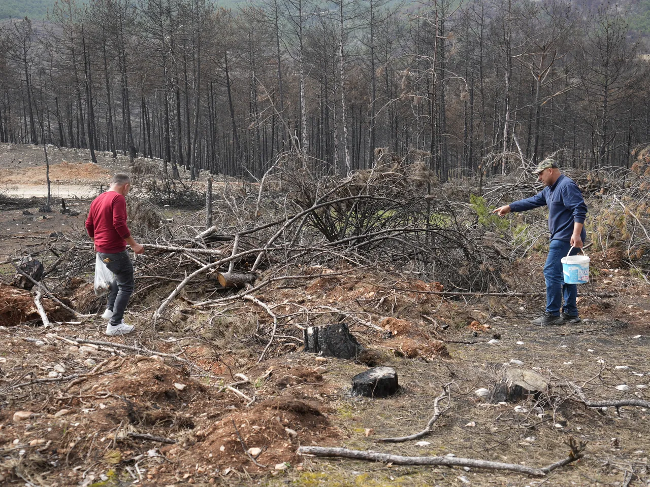 Fransada bir tabağına 100 dolar ödüyorlar! Tazesinin kilosu bin, kurutulmuşu 7 bin TL