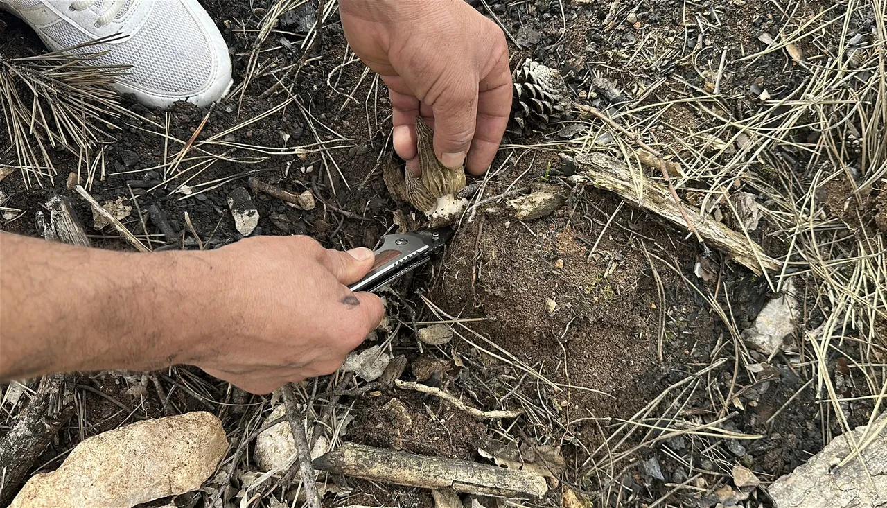 Fransada bir tabağına 100 dolar ödüyorlar! Tazesinin kilosu bin, kurutulmuşu 7 bin TL