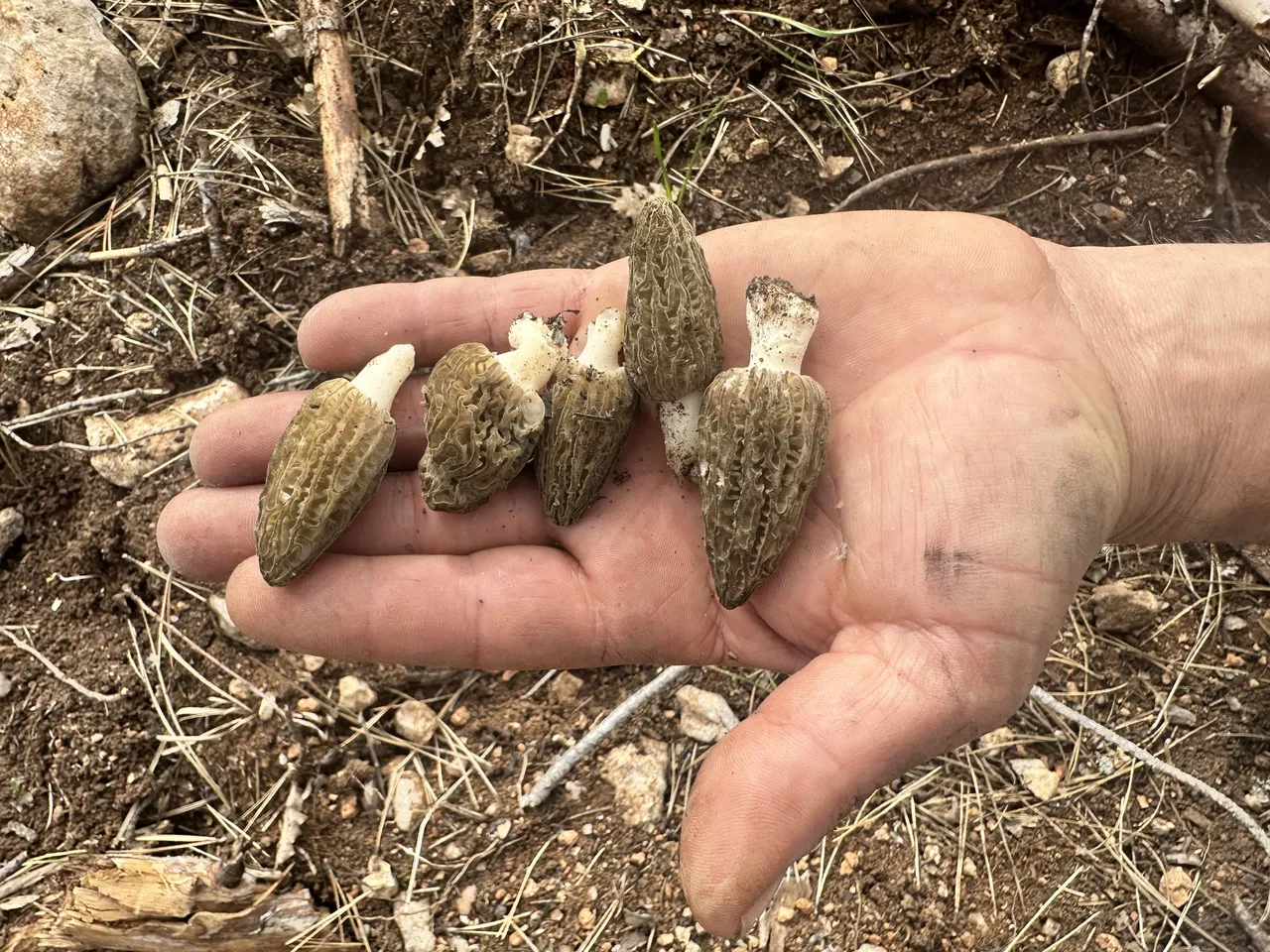 Fransada bir tabağına 100 dolar ödüyorlar! Tazesinin kilosu bin, kurutulmuşu 7 bin TL