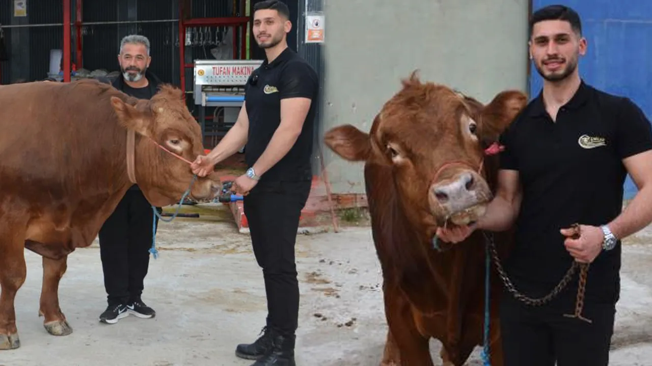 Gören nasıl beslendiğini soruyor! Bir ton 140 kilogram: 600 bin isteniyordu, 575 bin liraya satıldı