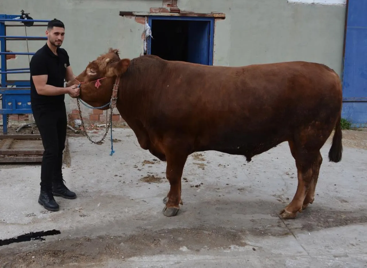 Gören nasıl beslendiğini soruyor! Bir ton 140 kilogram: 600 bin isteniyordu, 575 bin liraya satıldı