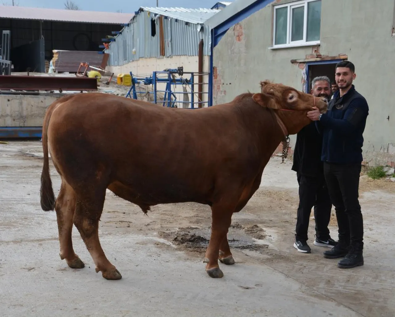Gören nasıl beslendiğini soruyor! Bir ton 140 kilogram: 600 bin isteniyordu, 575 bin liraya satıldı
