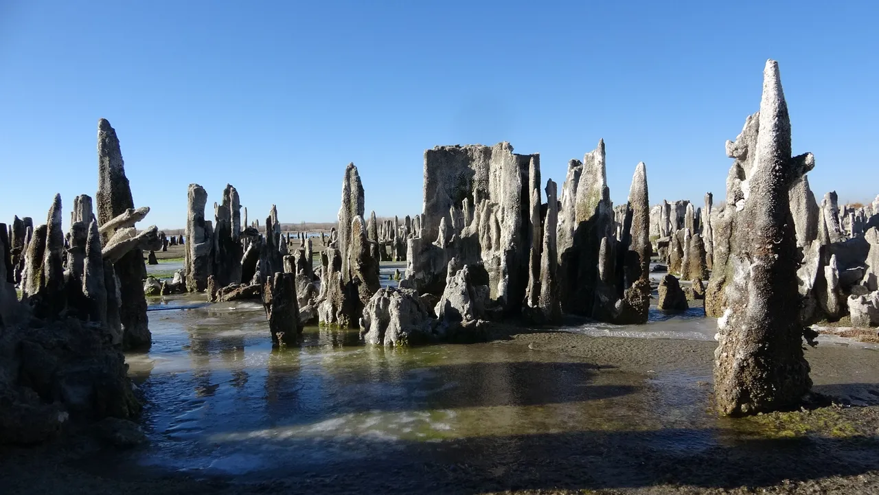 Hepsi binlerce yıllık, boyları 40 metre! Van’ın gizli hazinesi Guinness kapısında, ikinci rekor mu geliyor?